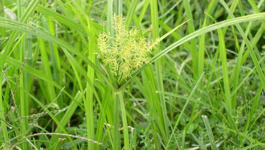 Sedges