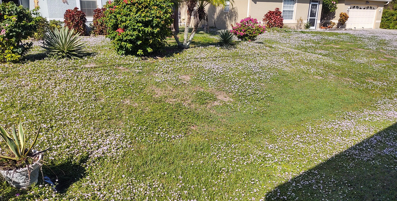 Lawn with broadleaves