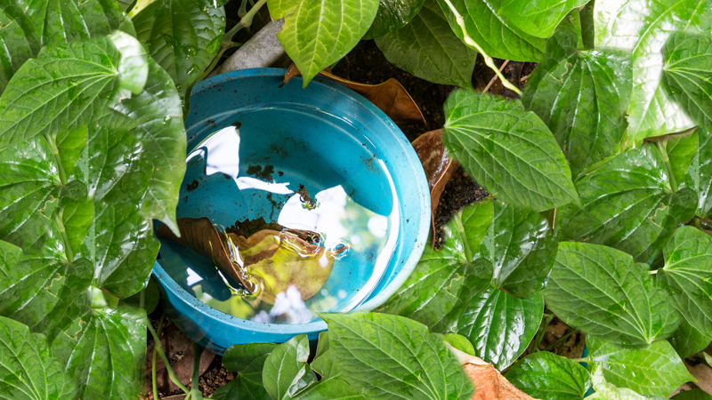 Bucket of Water in Bush