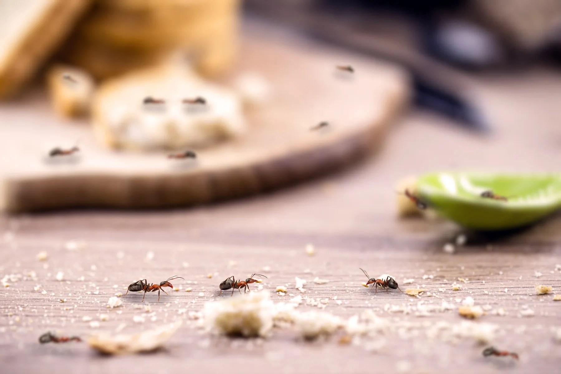 Colony of Ants Around Food