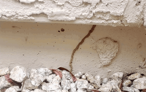 Termite hot spot