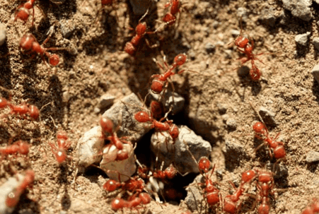 Red ants