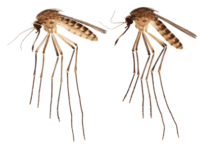 Culex lactator mosquito