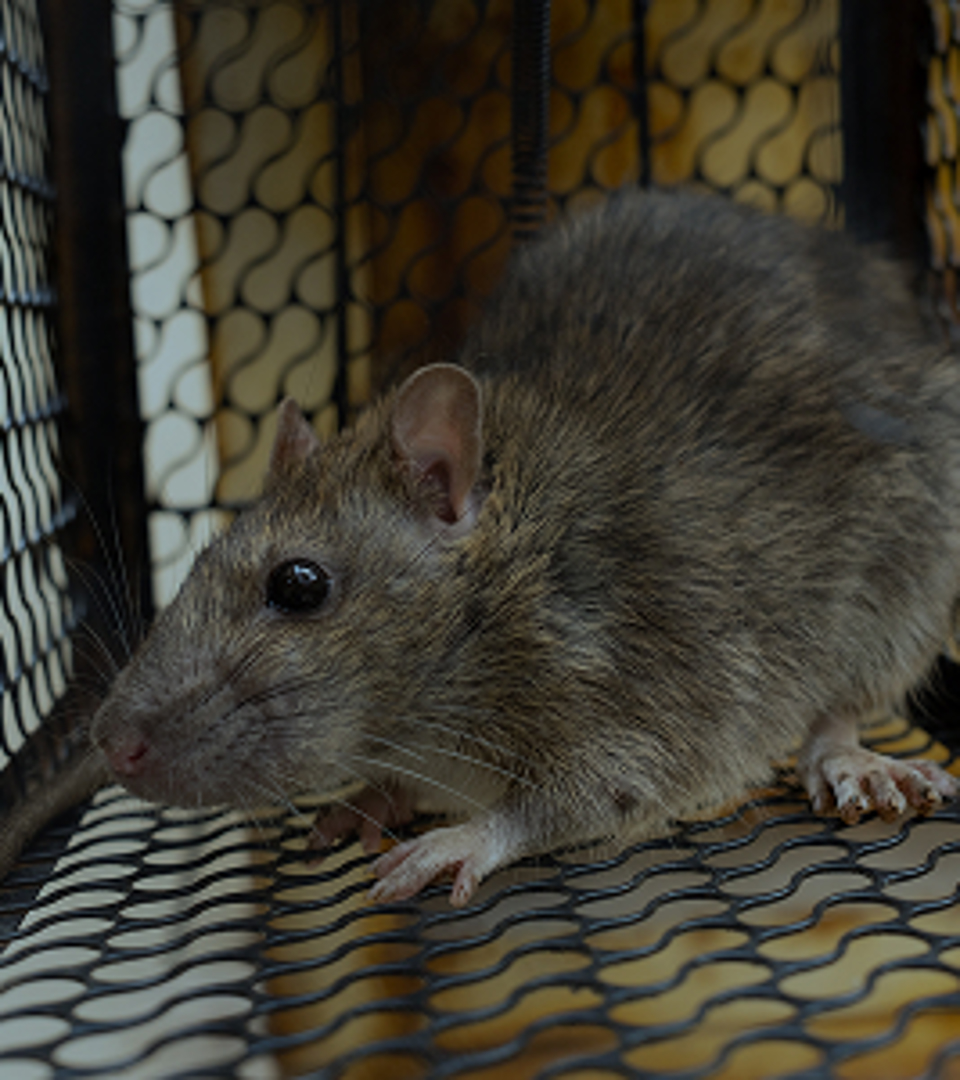 Rodent Control