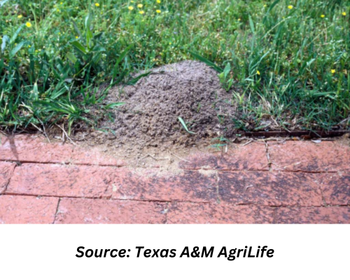 Fire Ant Mound