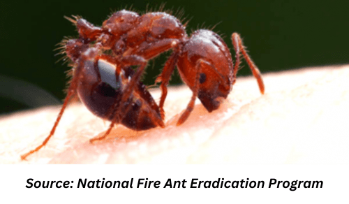 Fire Ant