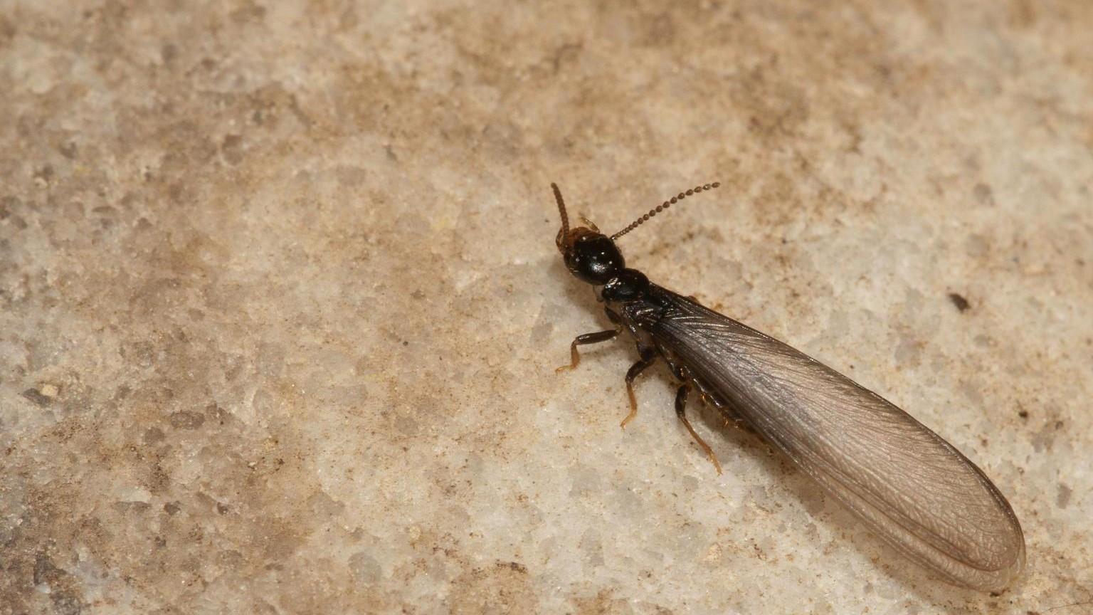 Eastern subterranean termite (Reticulitermes flavipes)