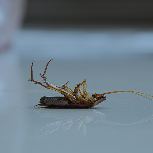 Cockroach Control
